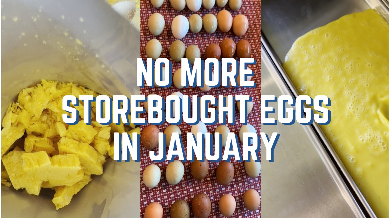 How to Freeze Dry Eggs – Videos – Mother Earth News